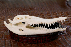 Mick's Whips, Crocodile Skulls