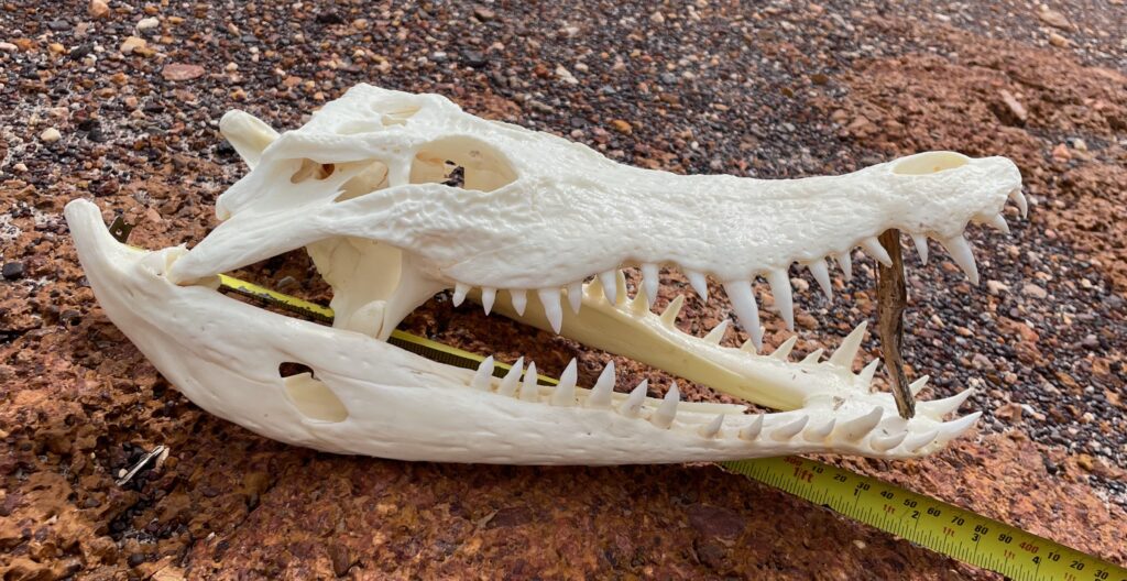Salty Crocodile Skull 35>37 cm