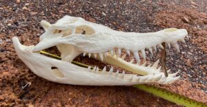 Salty Crocodile Skull 35>37 cm