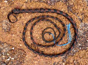 7 Parra Cord foot Bullwhip