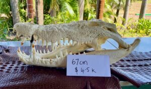 Salty Crocodile Skulls