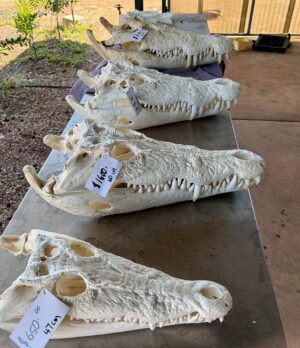 Salty Crocodile Skulls