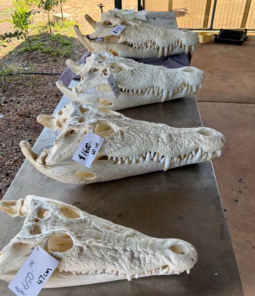 Salty Crocodile Skulls